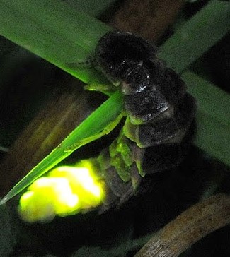 Πυγολαμπίδα