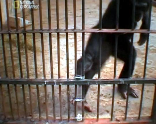 Πείραμα με χιμπατζή