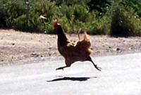 Κοτόπουλο διασχίζει τον δρόμο