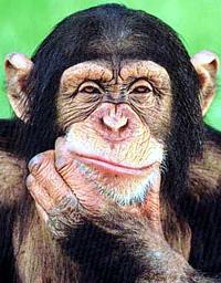 Σκεπτόμενος χιμπατζής